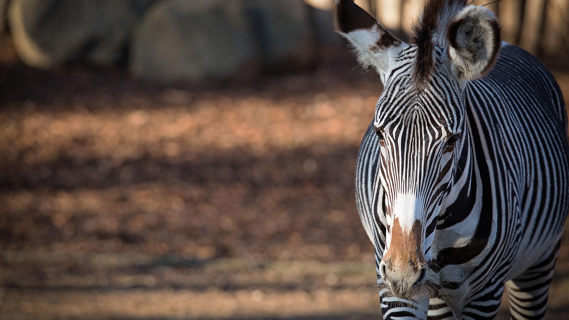 Empfang ⋆ Zoo Mulhouse, zoologischer und botanischer Garten