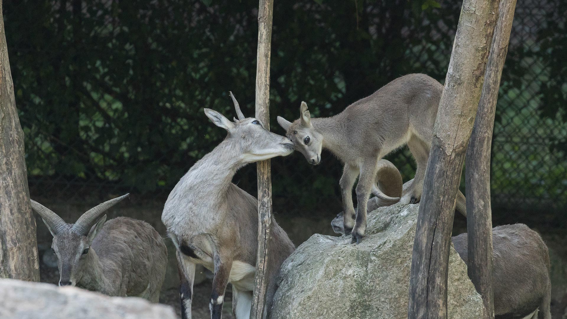 Le vÃ©tÃ©rinaire â‹† Zoo de Mulhouse, parc zoologique et botanique