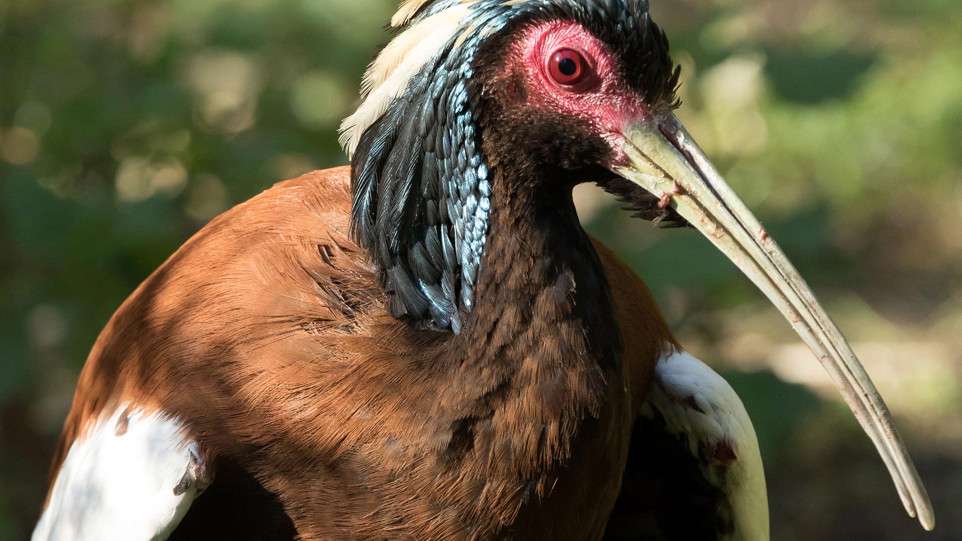 Madagascar crested ibis ⋆ Mulhouse Zoo, zoological and botanical park