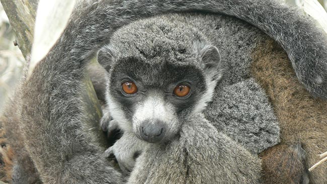 mongoose lemur