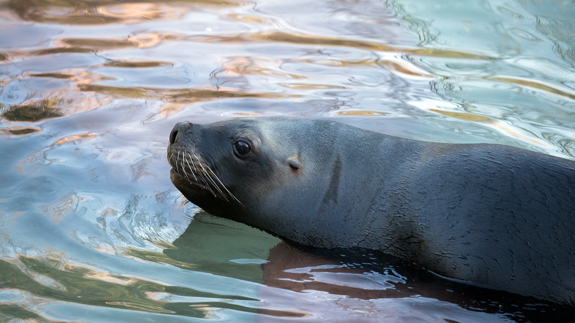 Otarie A Criniere Zoo De Mulhouse Parc Zoologique Et Botanique