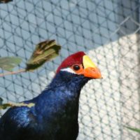 Les animaux ⋆ Zoo Mulhouse, zoologischer und botanischer Garten