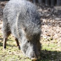 Un été au zoo de Mulhouse: les enrichissements avec l'okapi