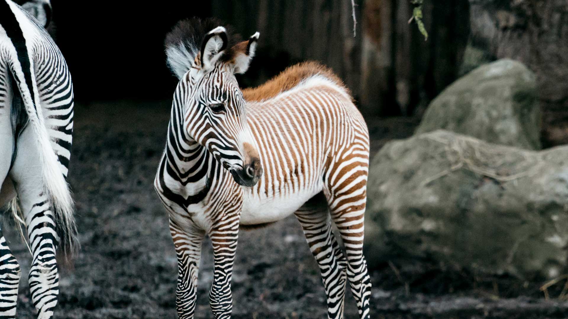 Nouvelles naissances au Parc zoologique et botanique de Mulhouse : Lewa la femelle bébé zèbre
