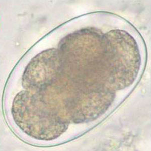 Œuf d'Ancyolostoma spp.