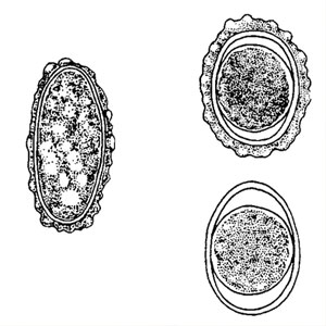 Oeuf d'Ascaris spp. non embryonné (gauche) et embryonné (droite)
