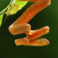 Garden Tree Boa