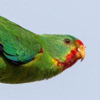 Swift parrot