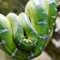 Emerald Tree Boa