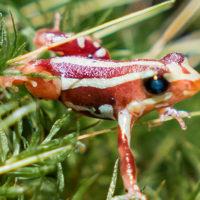 Anthony’s Poison Arrow Frog