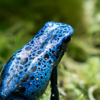 Bleu Poison Dart Frog