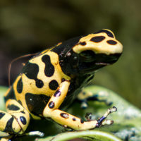 Yellow-banded Poison Dart Frog