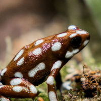 Dendrobate mystérieux