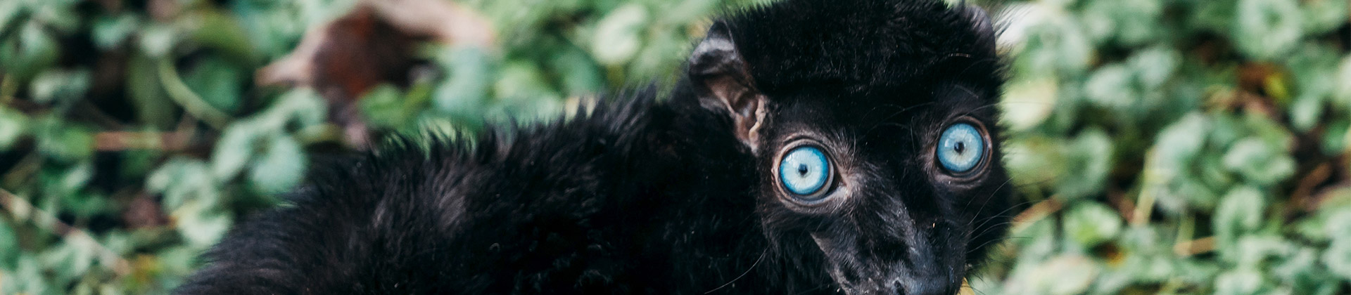 Conférence : conservation des lémuriens aux yeux turquoise