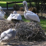 Visite guidée : Curiosités zoologiques