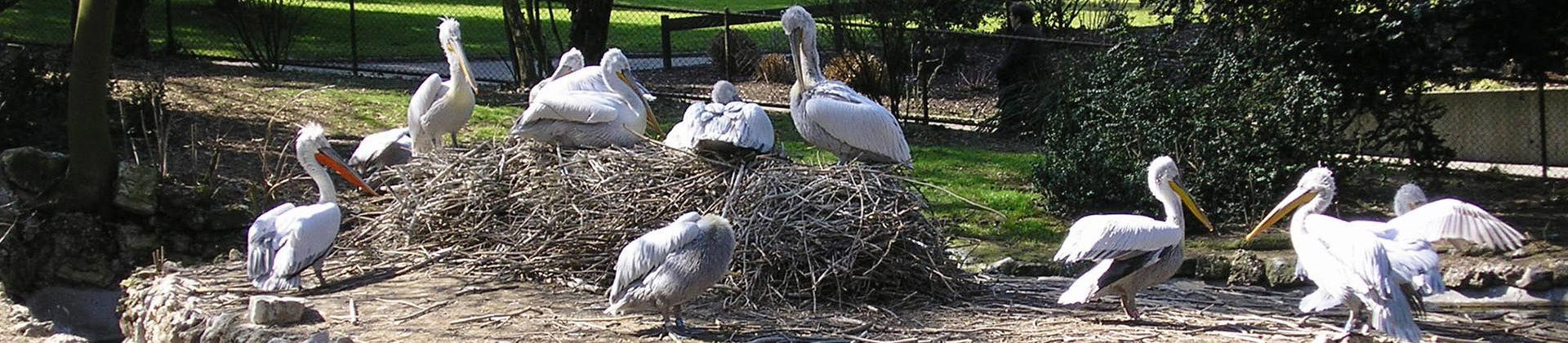 Visite guidée : Curiosités zoologiques